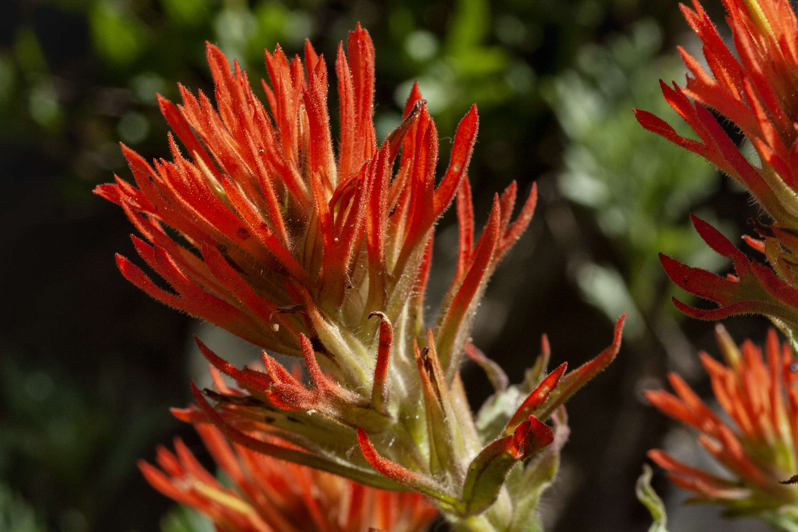 Image of wavyleaf Indian paintbrush