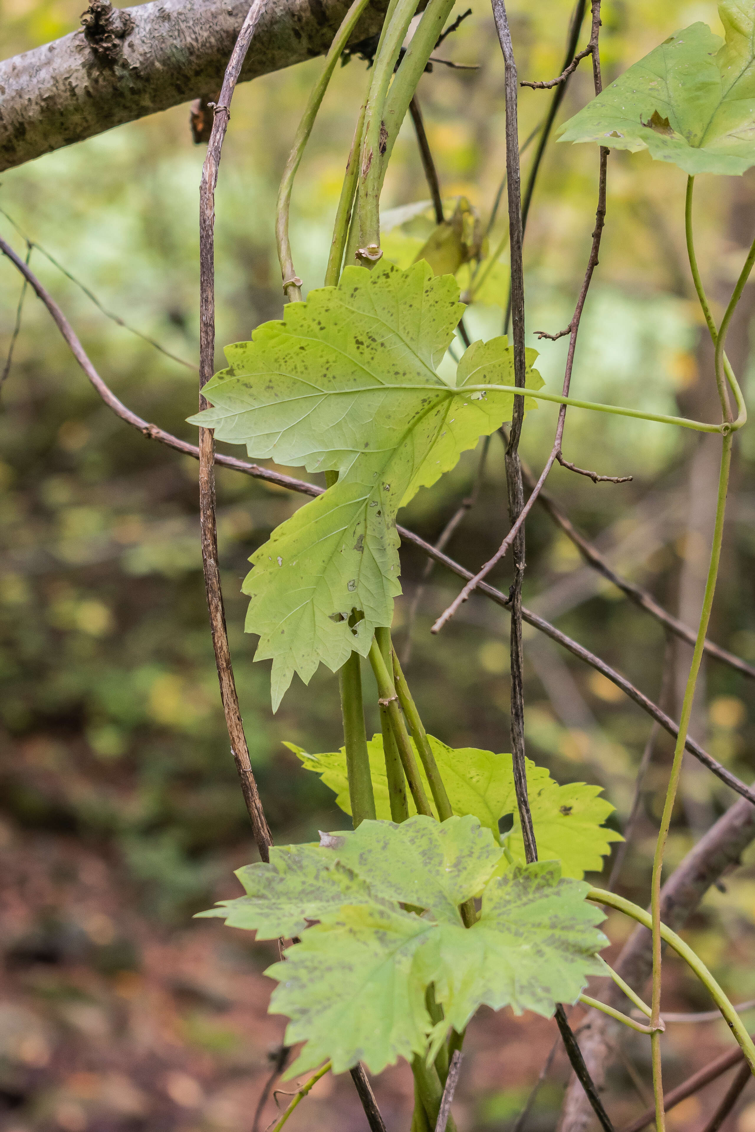 Image of common hop