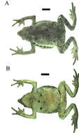 Image of Lily Rodriguez’s Beaked Toad