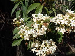 Image of Clerodendrum tomentosum (Vent.) R. Br.