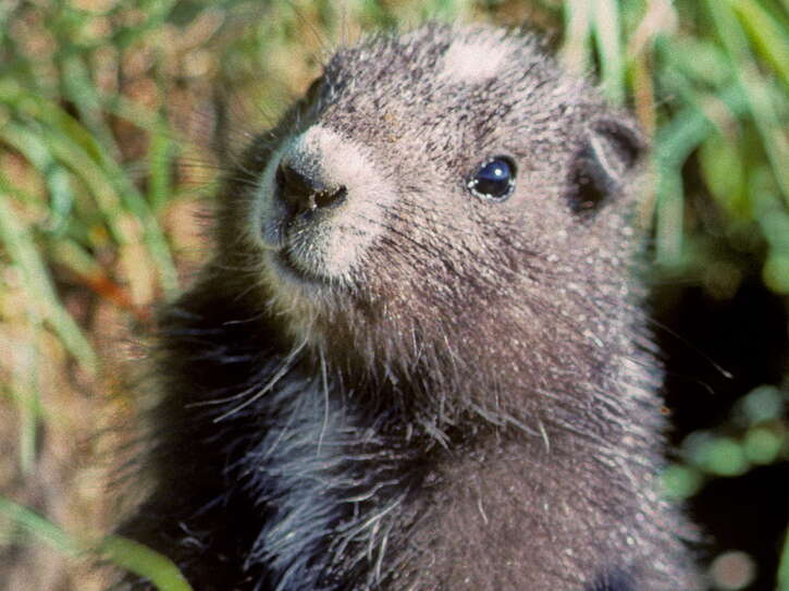 Image of Marmot