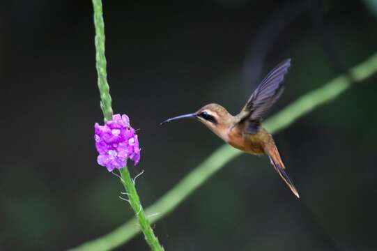 Image of Bronzy Hermit