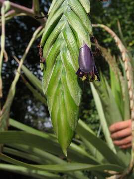 Image of Tillandsia ferreyrae L. B. Sm.