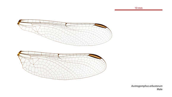 Imagem de Austrogomphus arbustorum Tillyard 1906