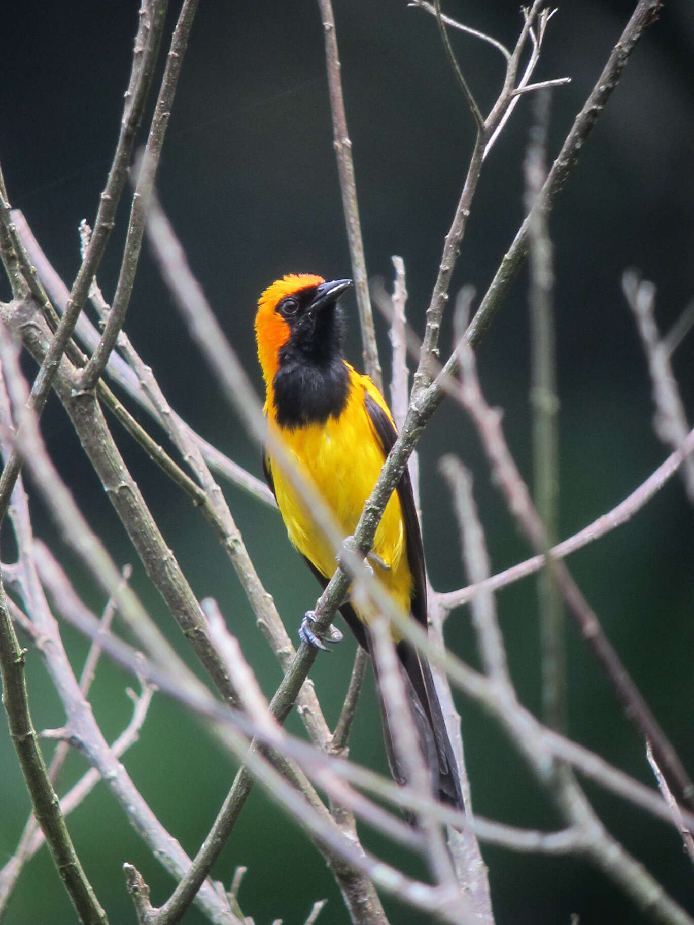 Image of Orange-crowned Oriole