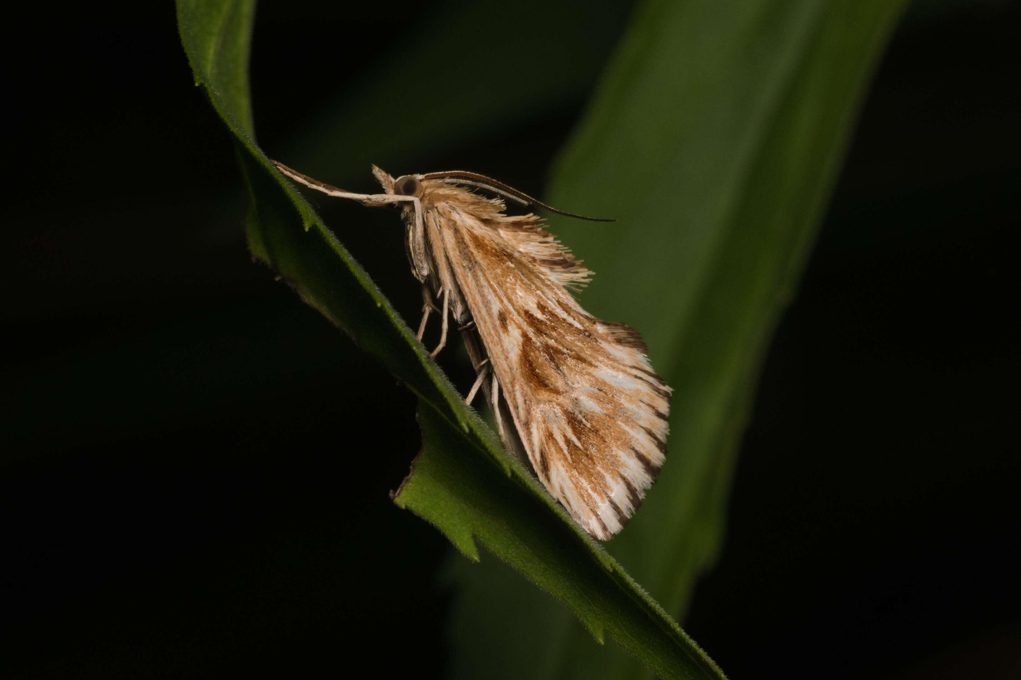 Image of Cynaeda dentalis