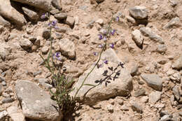 Image of Milkwort