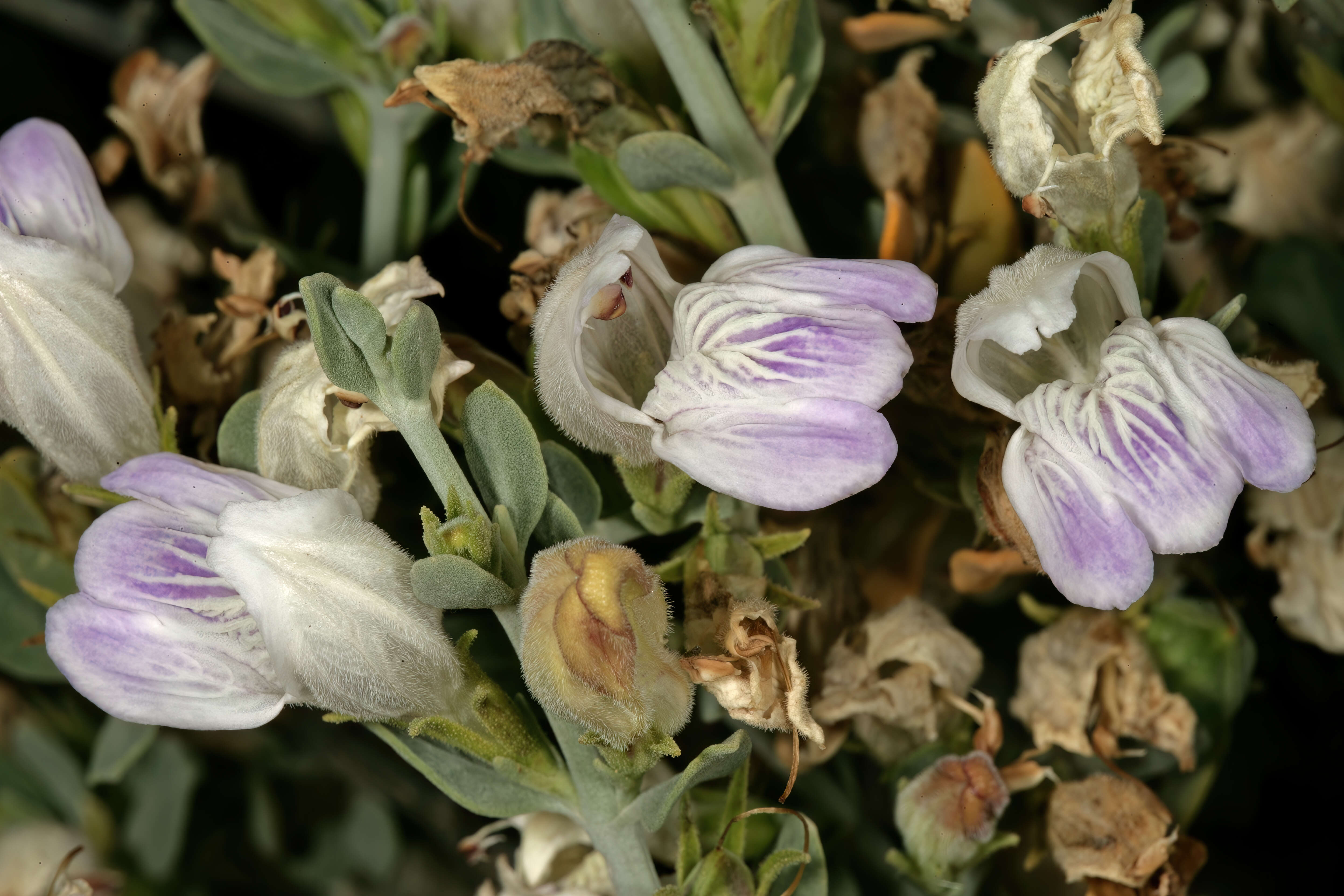 Image of Justicia cuneata Vahl