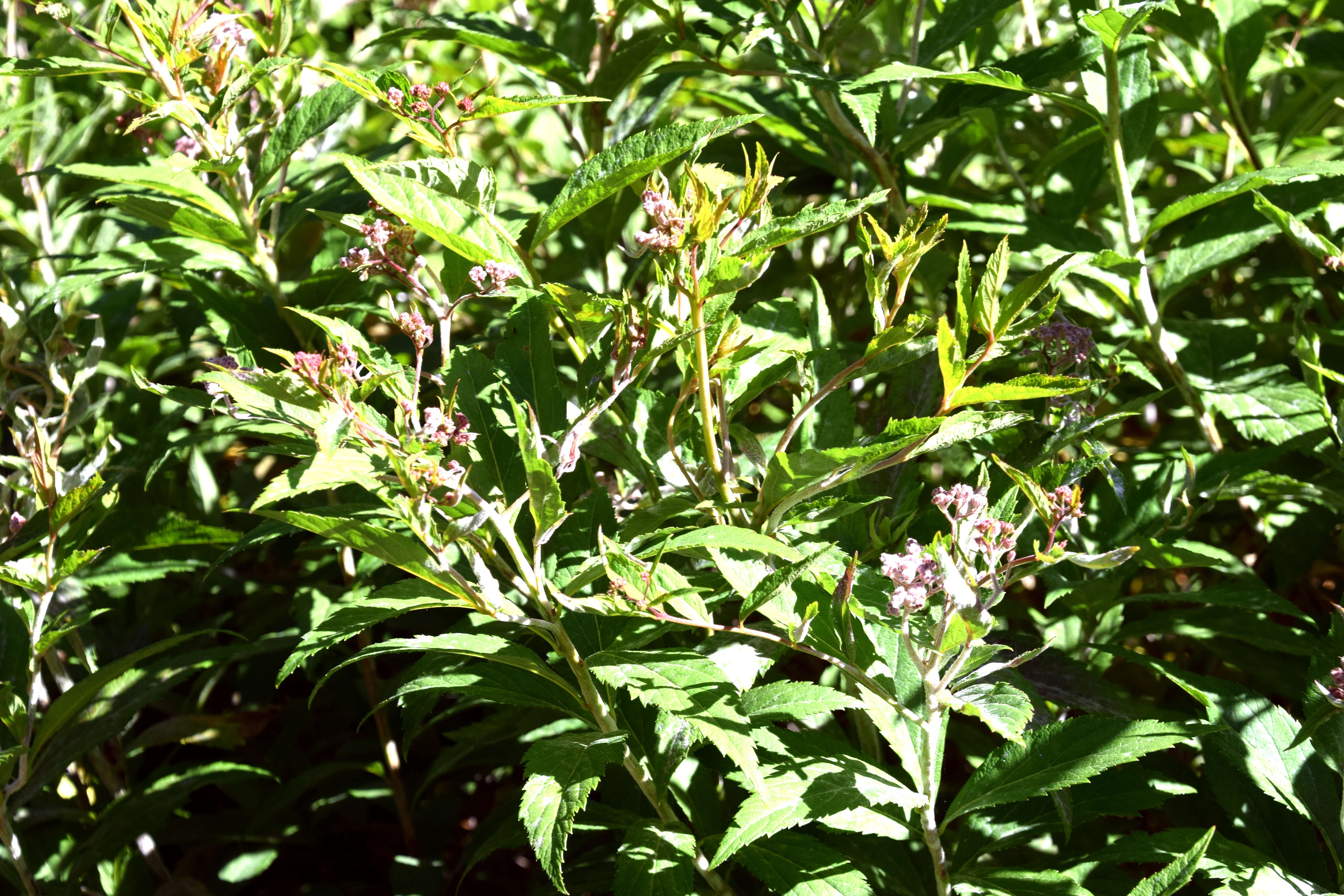 Image of willowleaf meadowsweet