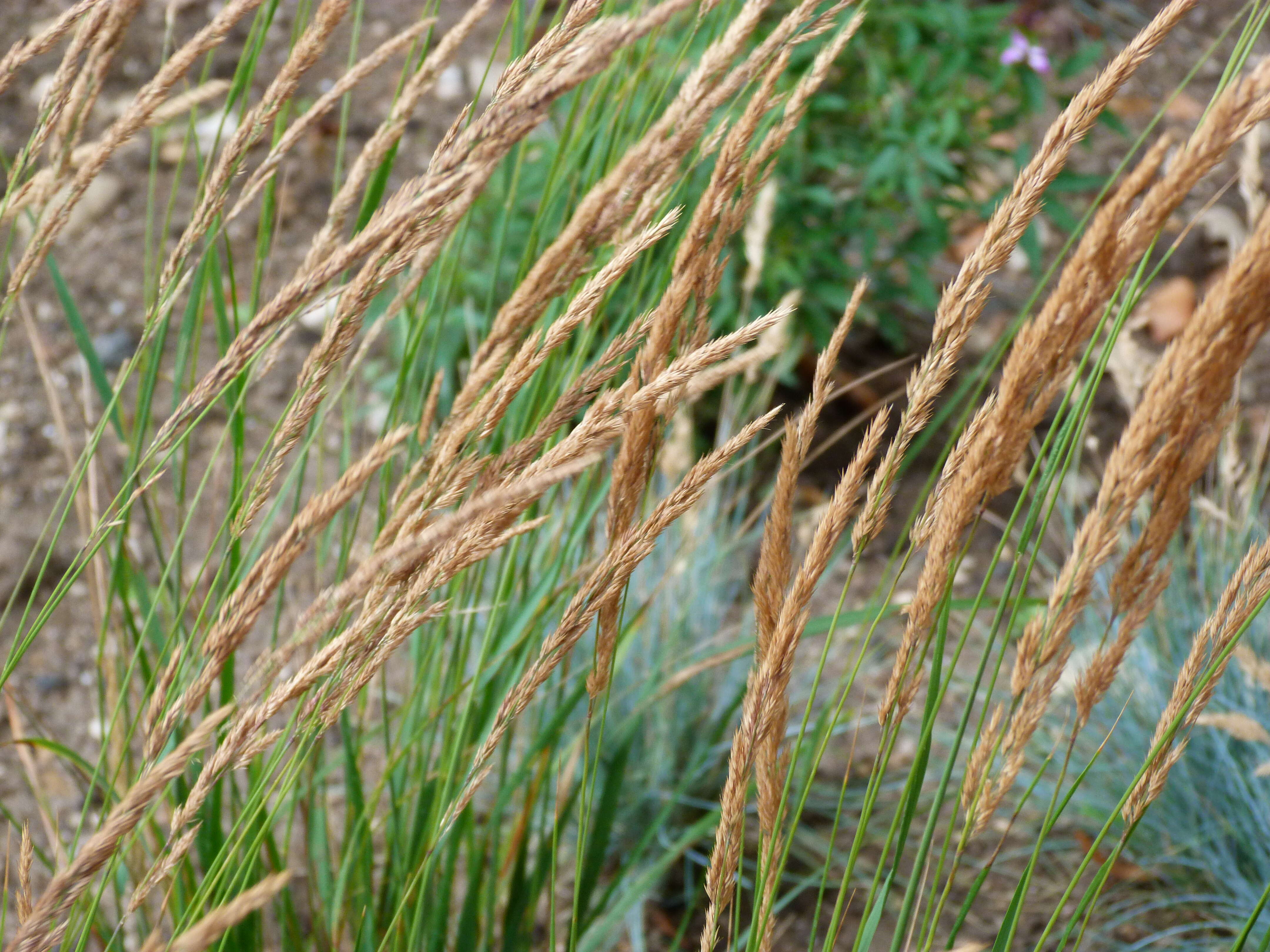 Image of feather reed grass