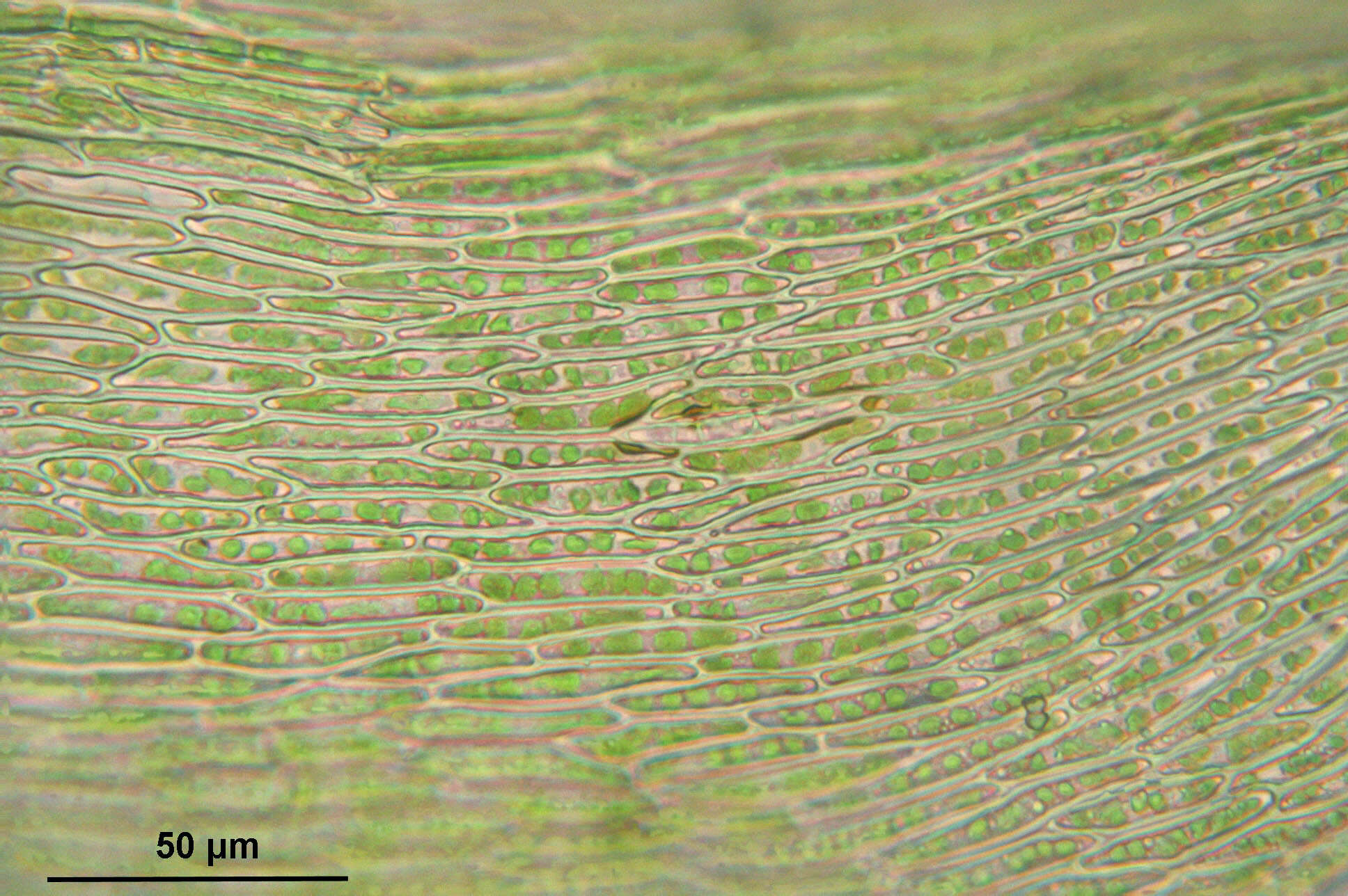 Image of goldenleaf campylium moss