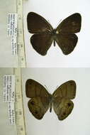 Image of Euptychia harmonia Butler 1866