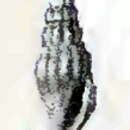 Image of Iredalea thalycra