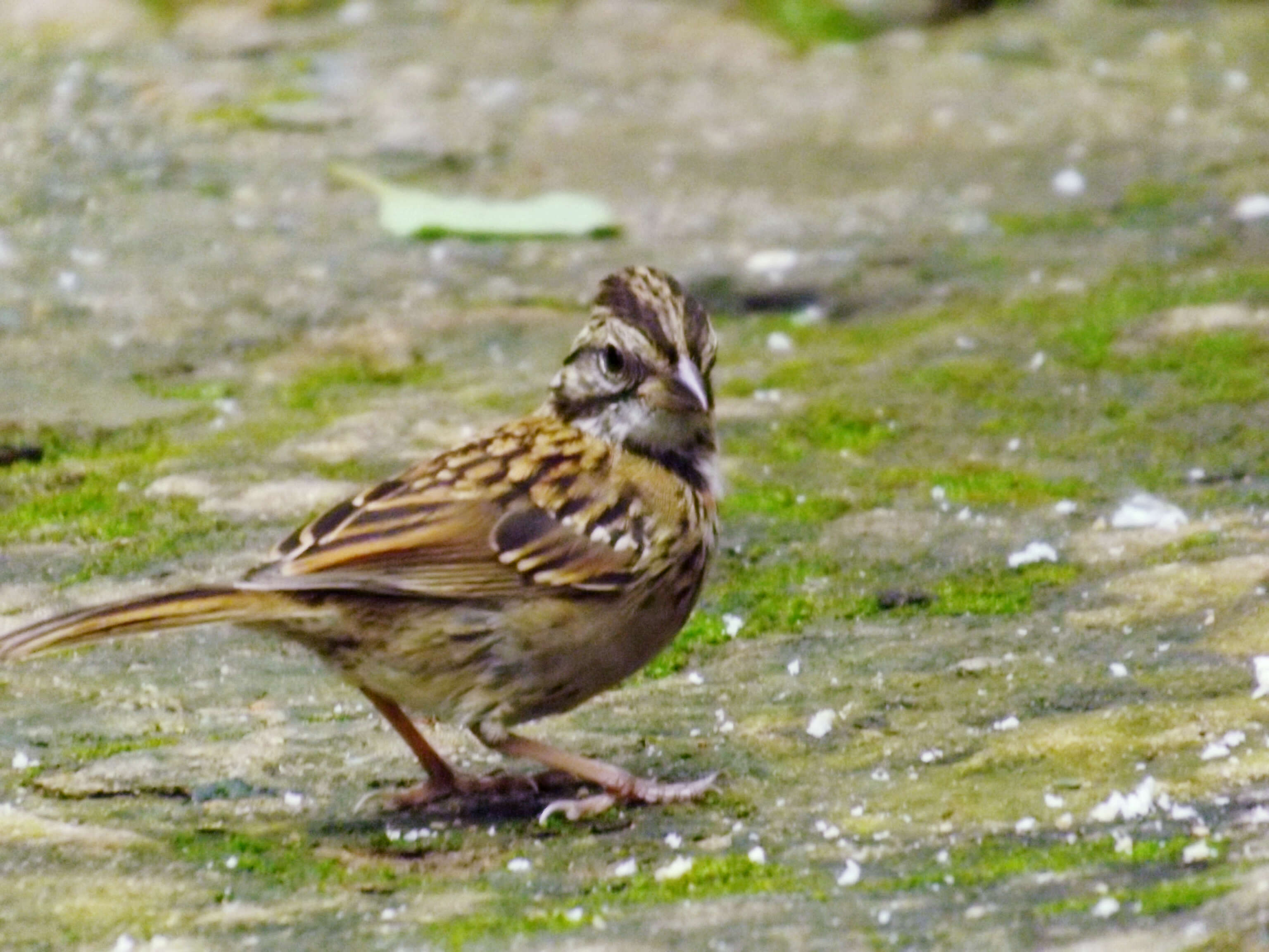 Image of Rufous-collared Sparrow