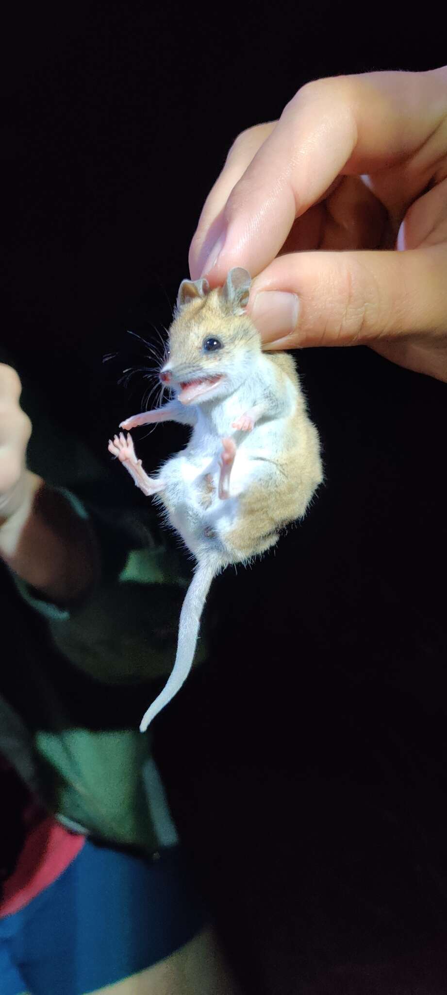 Image of Fat-tailed Dunnart