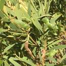Acacia xanthina Benth.的圖片