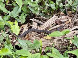 Image of Southern Water Snake