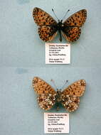 Image of Silver-bordered Fritillary