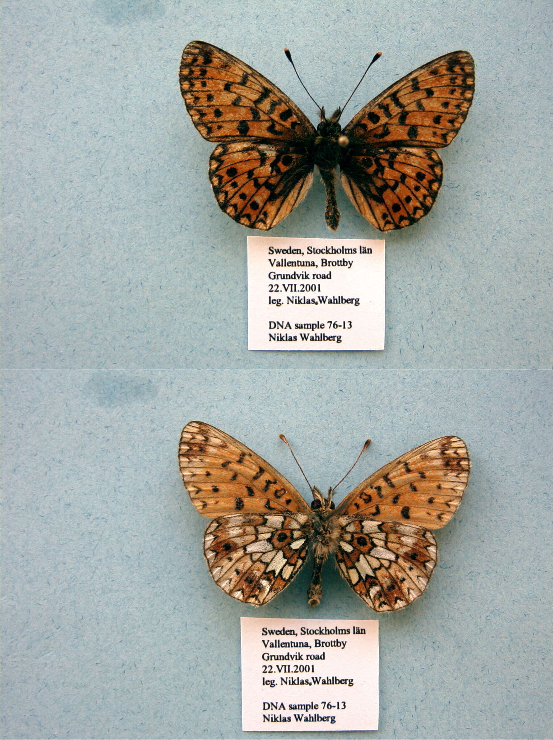 Image of Silver-bordered Fritillary