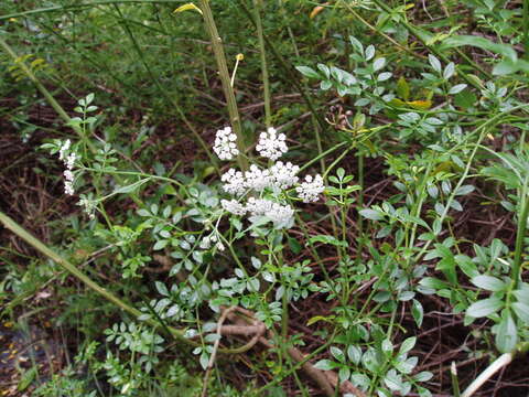 Image of Japanese hedge-parsley