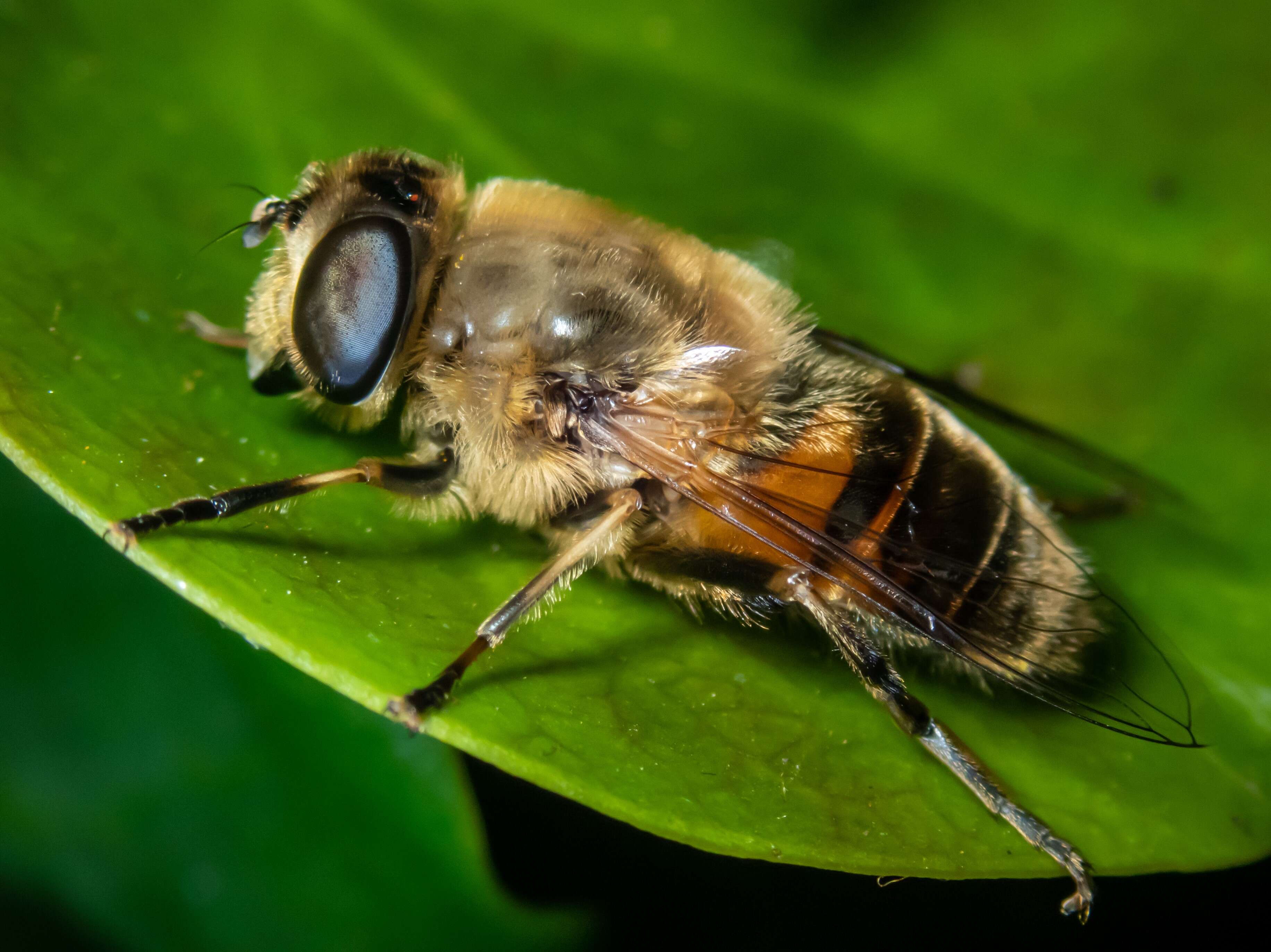 Image of drone fly