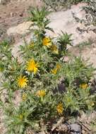 Image of spotted goldenthistle