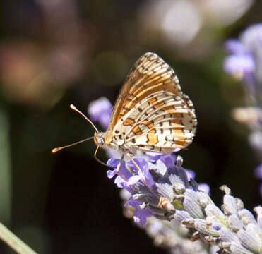 Image of Red-Band Fritillary