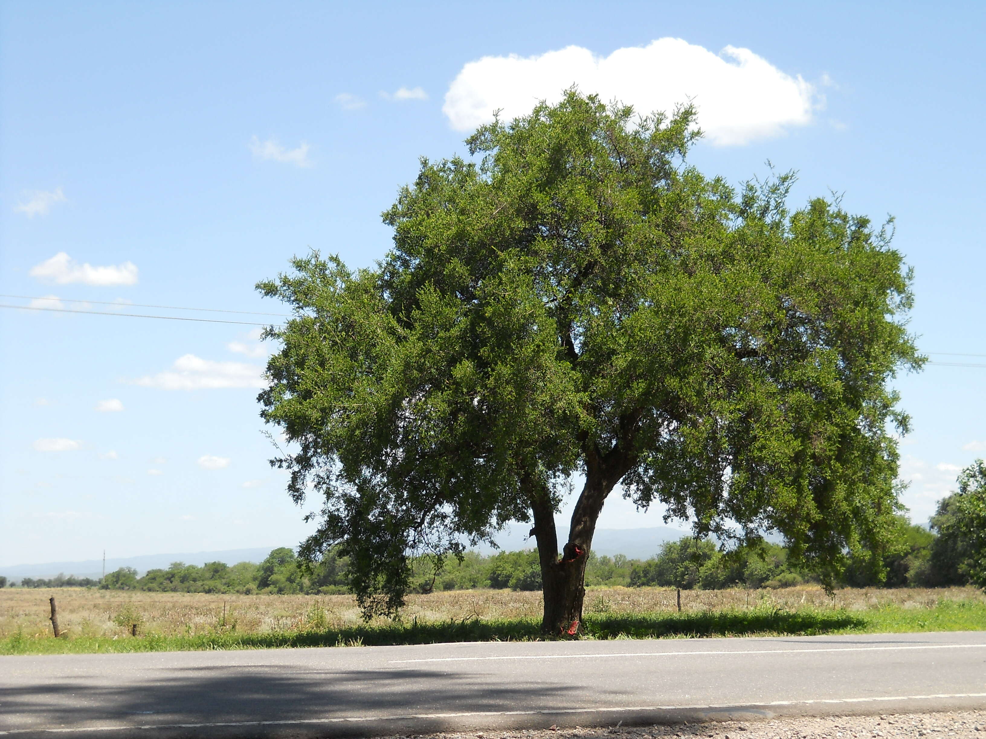 Celtis iguanaea (Jacq.) Sarg. resmi