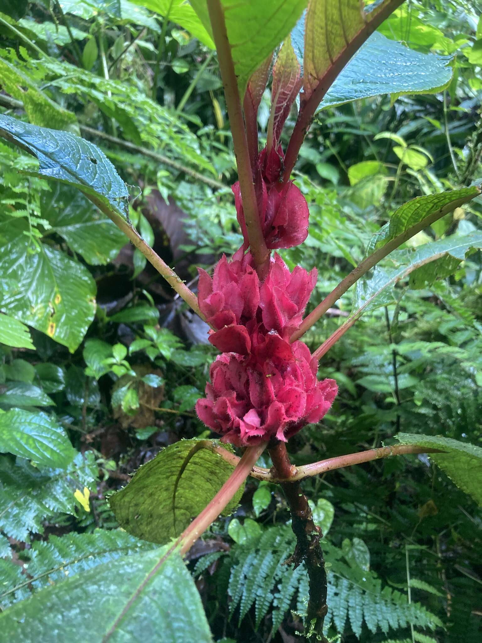 Image of Drymonia crenatiloba (Mansf.) Wiehler