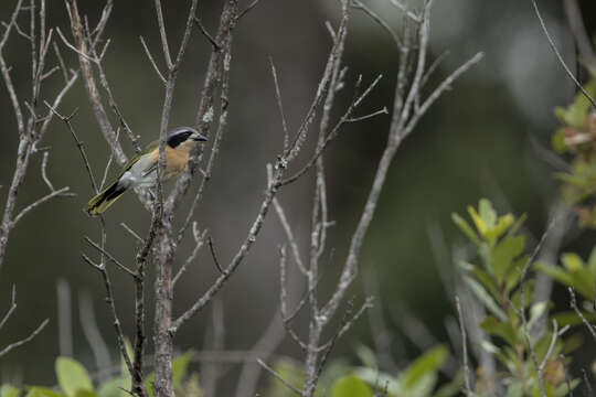 Image of Olive Bushshrike