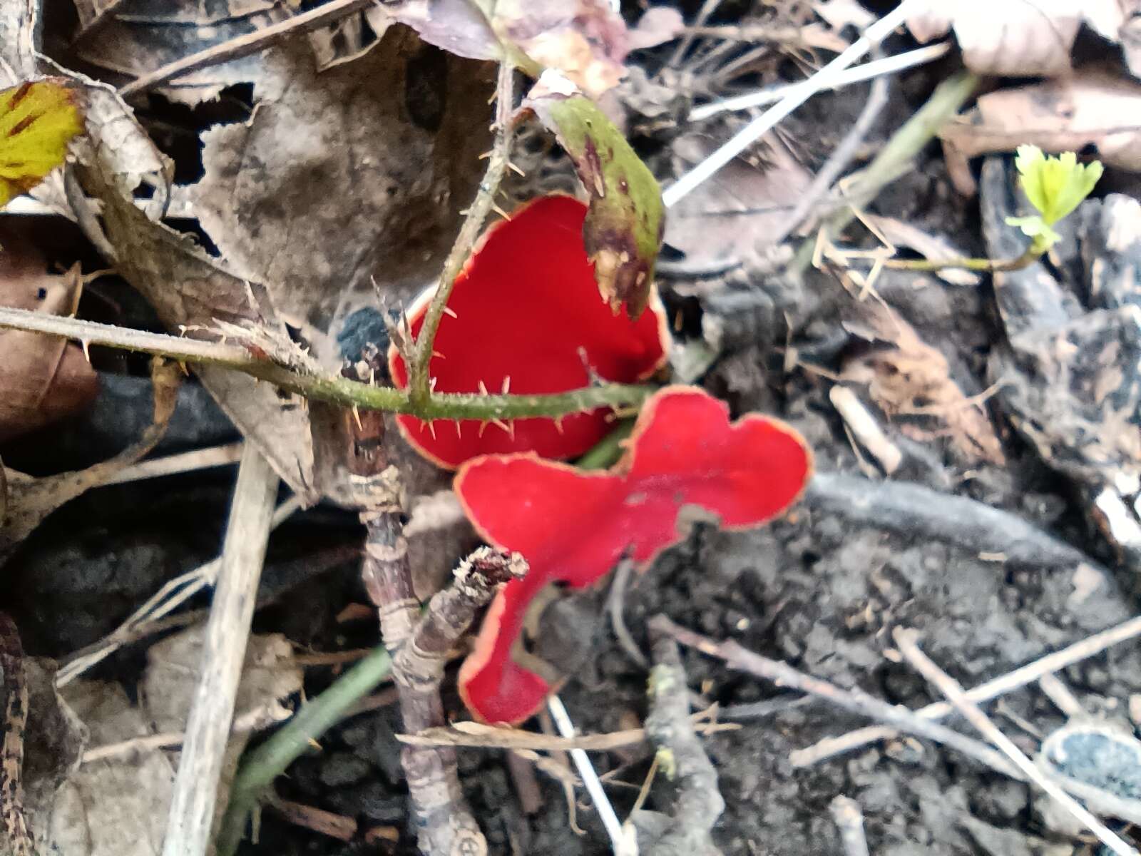 Image of Ruby elfcup