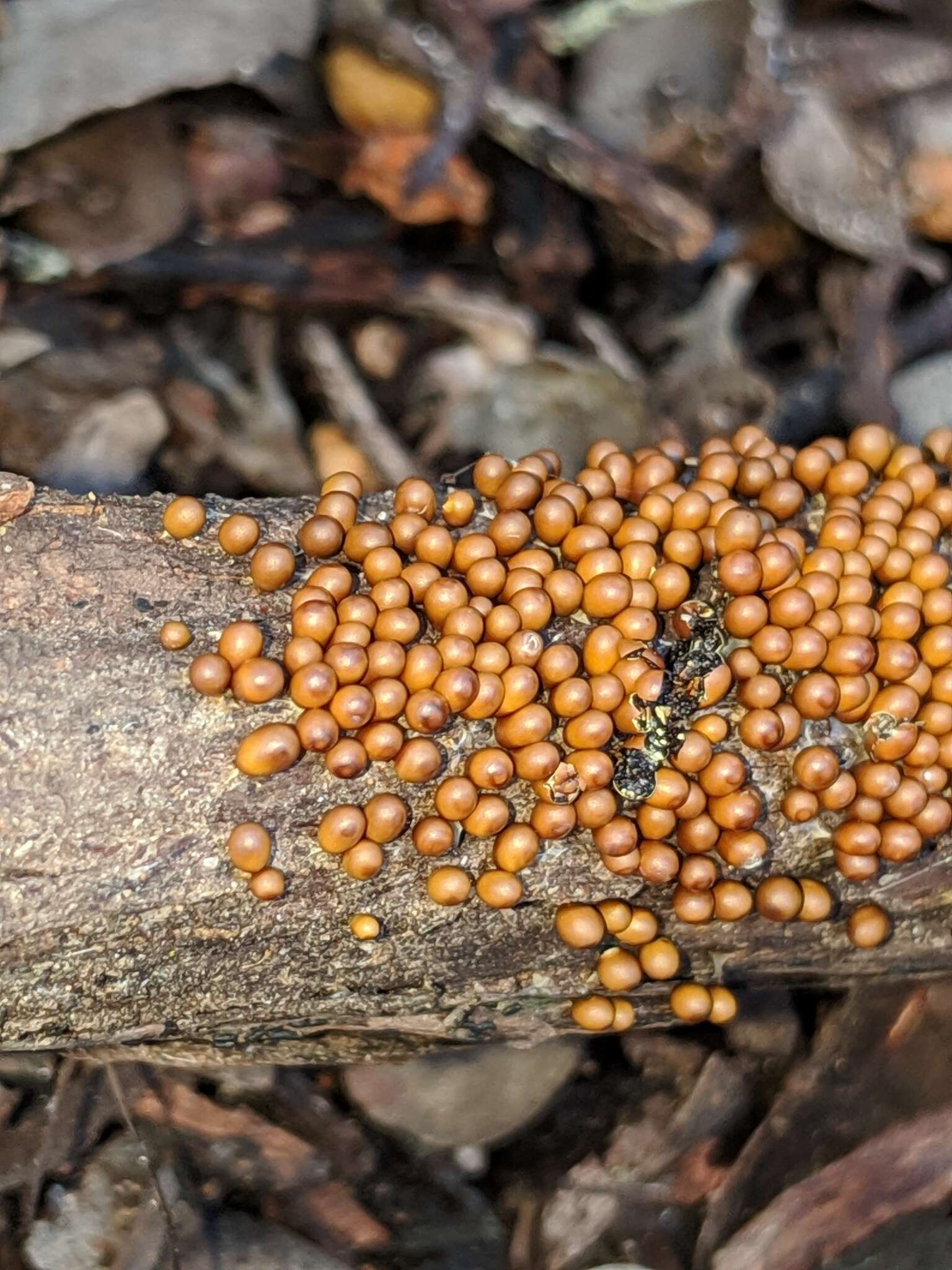 Image of Egg-shell Slime Mould