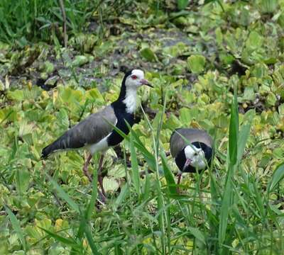 Image of Long-toed Lapwing