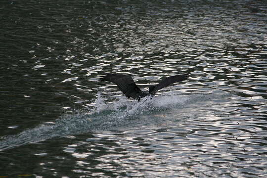 Image of Black Shag