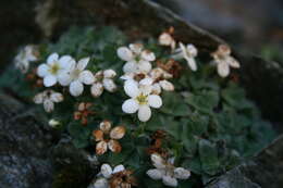 Image of Myosotis retrorsa Meudt, Prebble & Hindm.-Walls