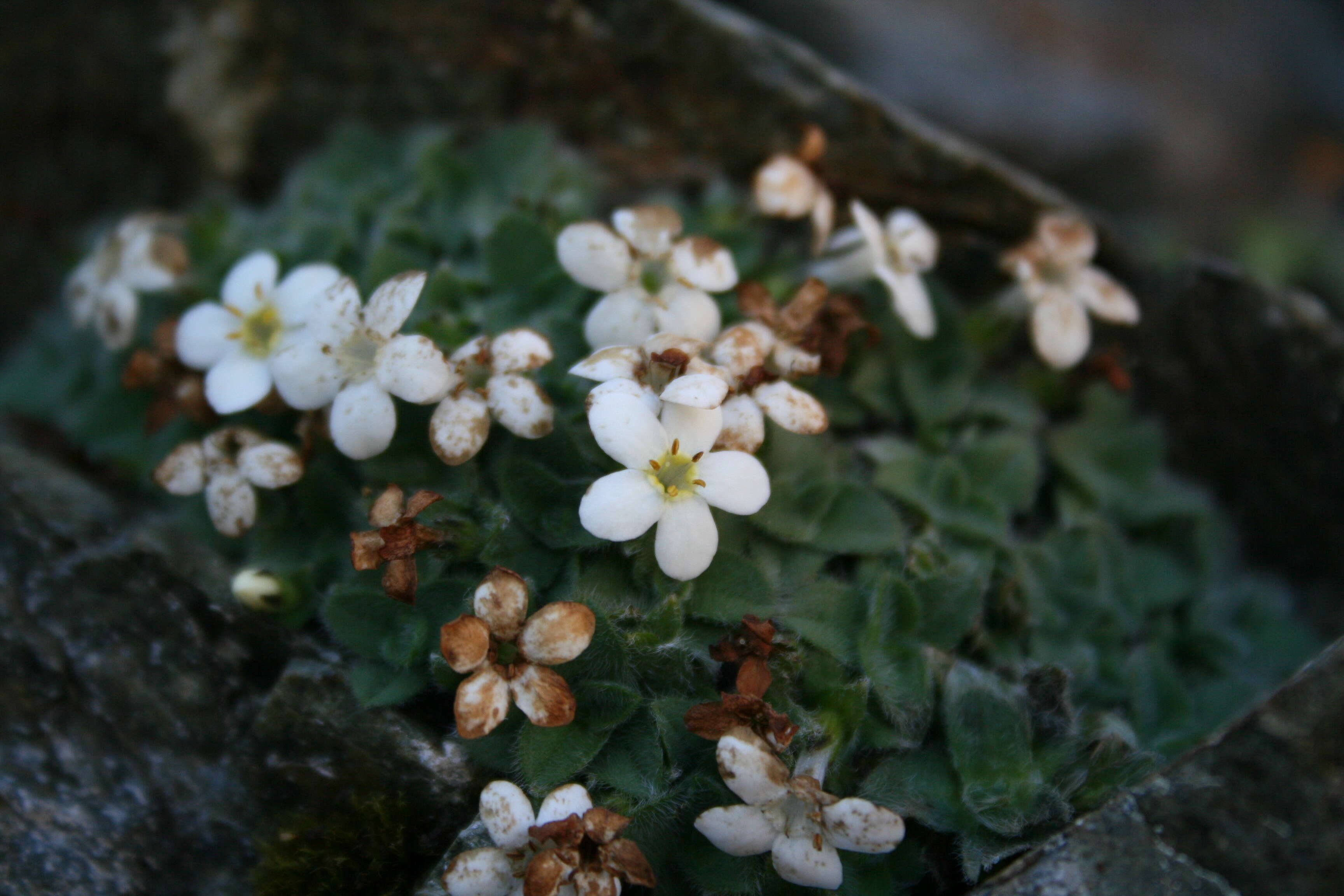 Image of Myosotis retrorsa Meudt, Prebble & Hindm.-Walls