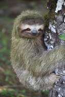 Image of three-toed sloths