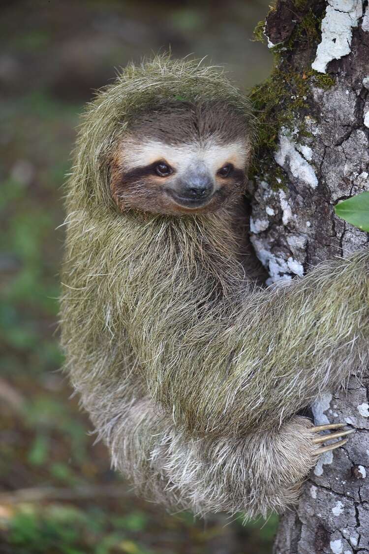 Image of three-toed sloths