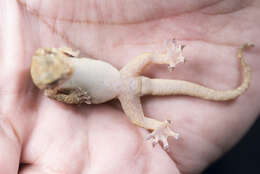 Image of Hokou Gecko