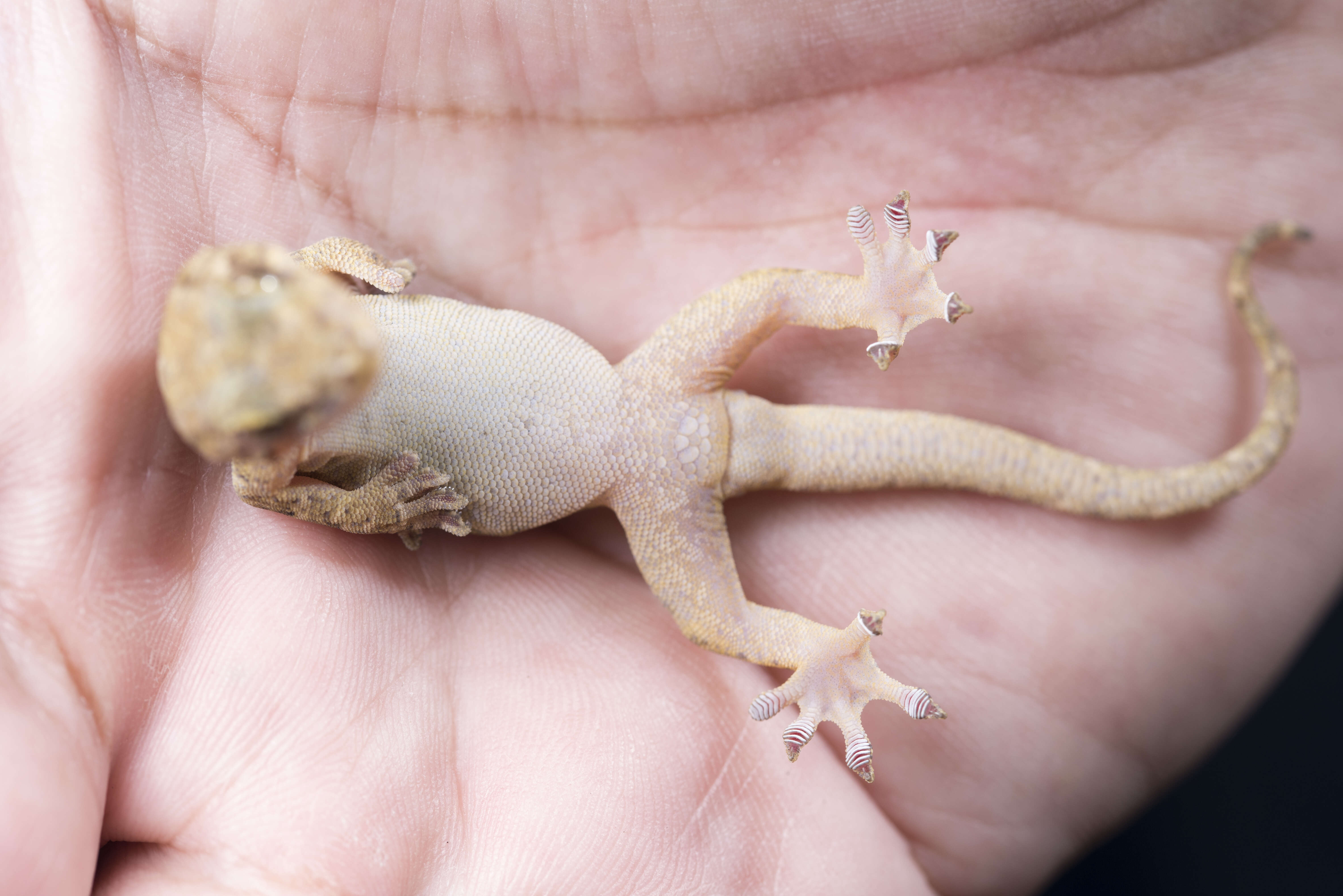 Image of Hokou Gecko