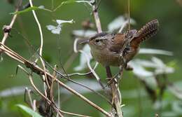 Image of Marsh Wren