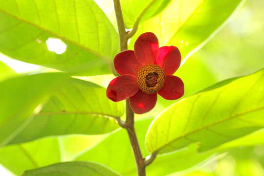 Image of Uvaria littoralis (Blume) Blume