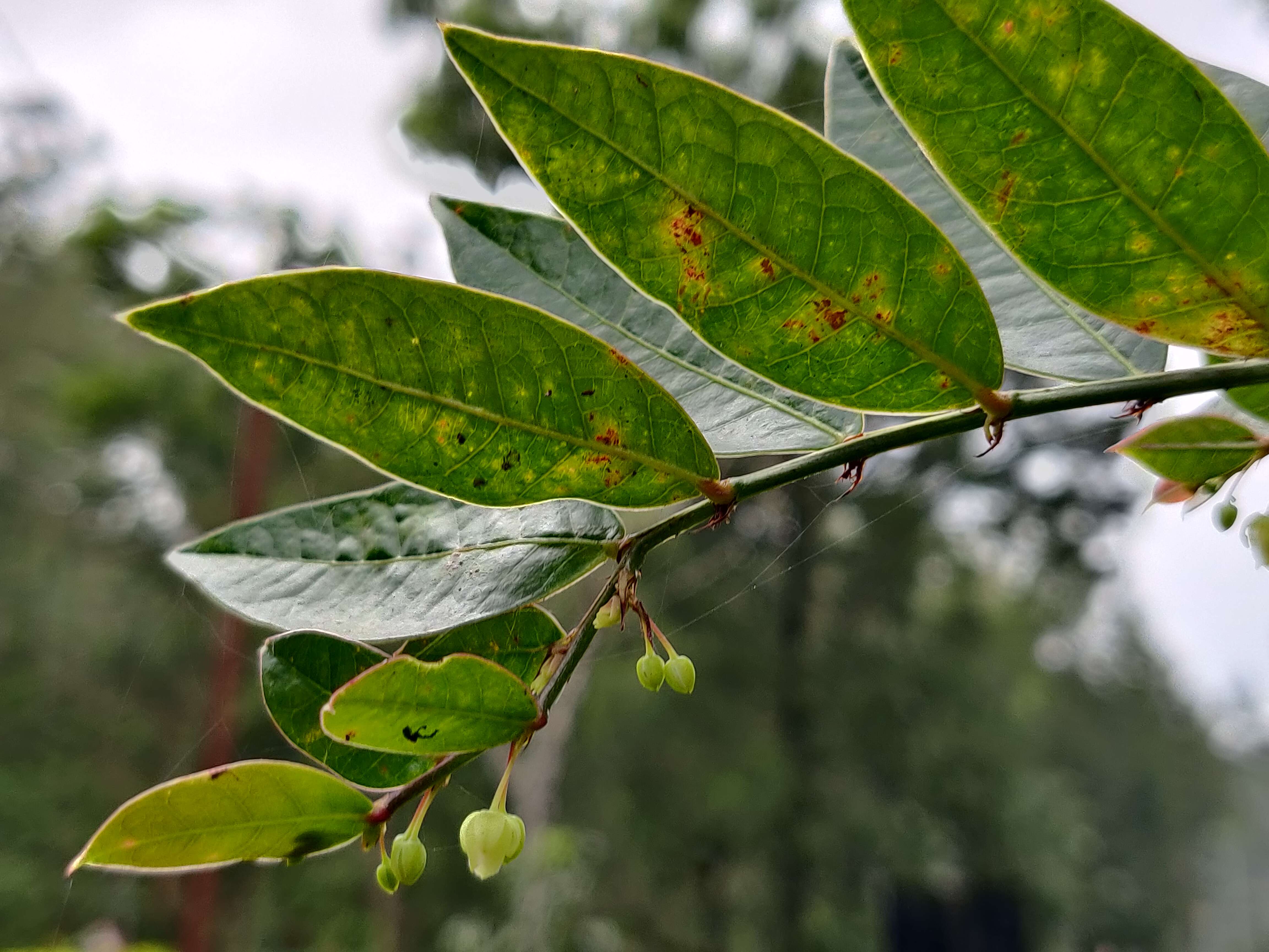 Phyllanthus anamalayanus (Gamble) G. L. Webster的圖片