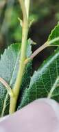 Image of Almond-leaved Willow