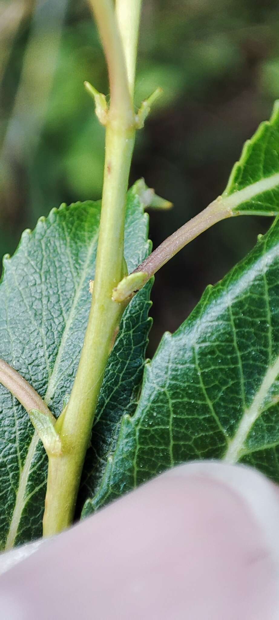 Image of Almond-leaved Willow