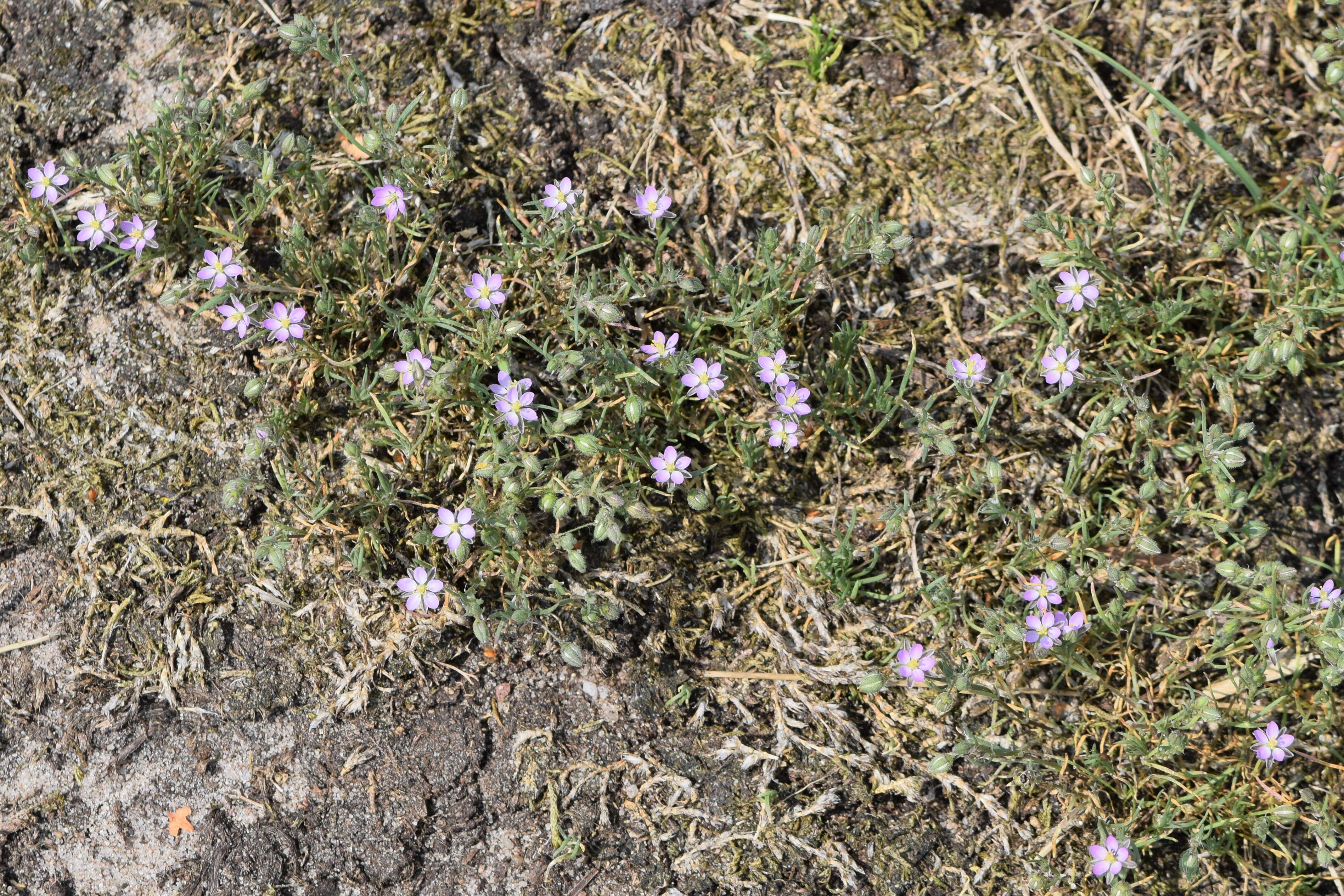 Image of red sandspurry