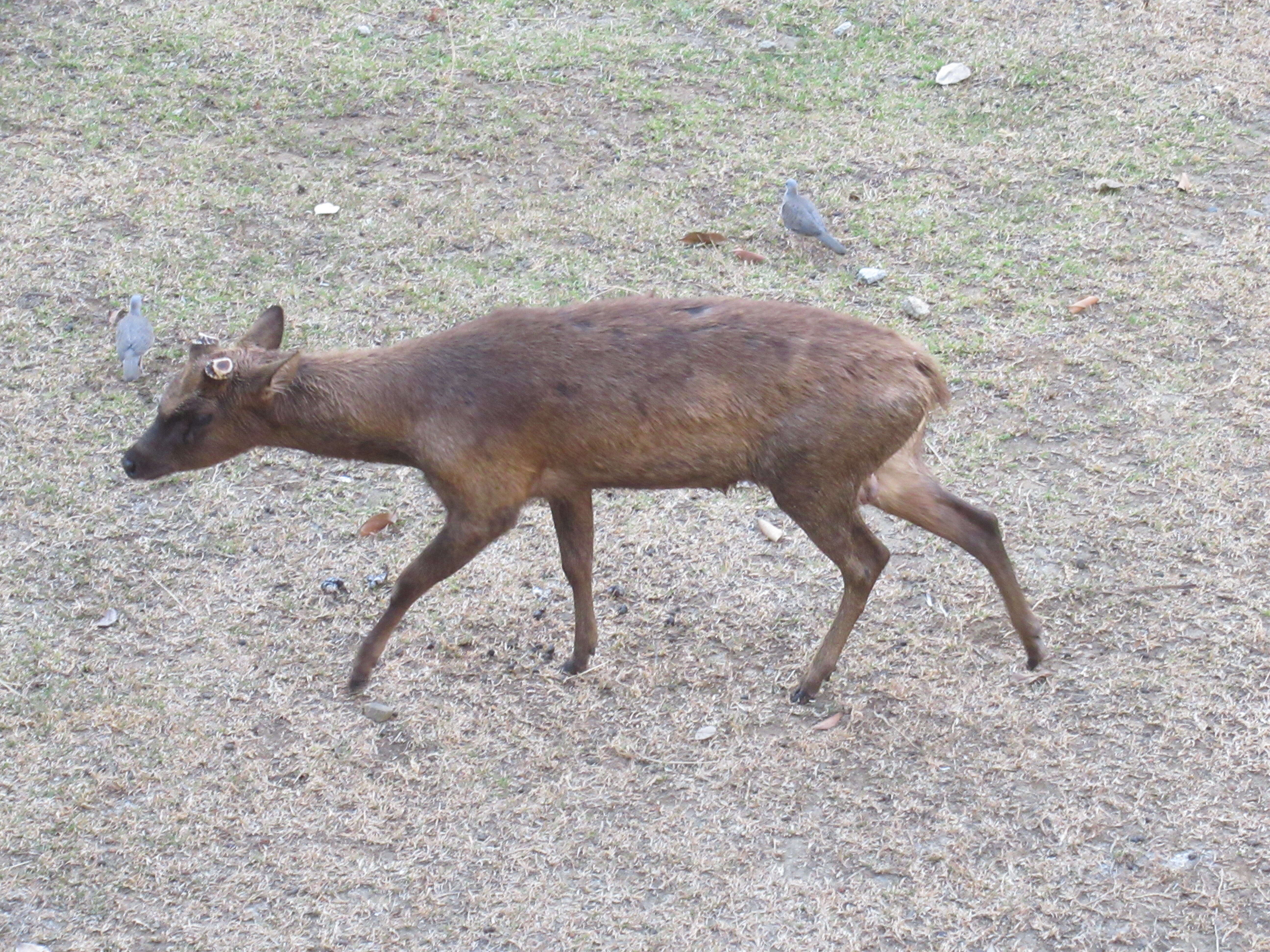 Imagem de Rusa marianna (Desmarest 1822)