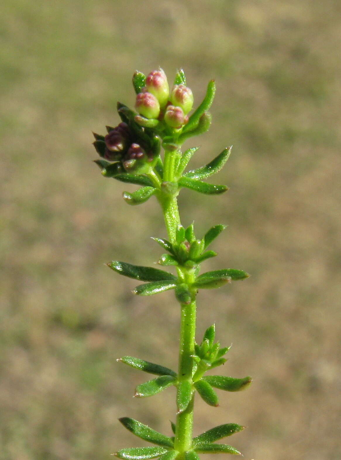 Image of Asperula conferta Hook. fil.