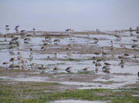 Image of Western Sandpiper