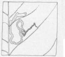 Image of Stigmella flavipedella (Braun 1914) Wilkinson et al. 1981